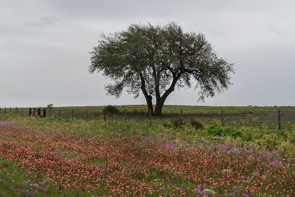 Wildflower field near Poteet in Atascosa County, TX art print by Carol Highmith for $57.95 CAD