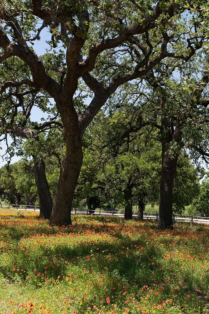 Shade trees and wildflowers on the LBJ Ranch, near Stonewall in the Texas Hill Country art print by Carol Highmith for $57.95 CAD