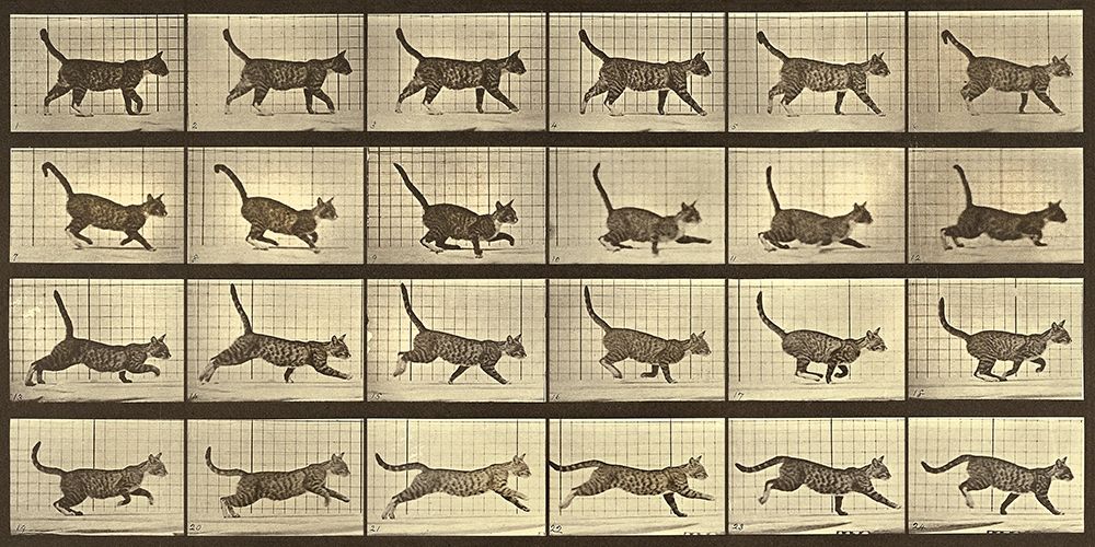 Motion Study: Running Cat art print by Eadweard J. Muybridge for $57.95 CAD