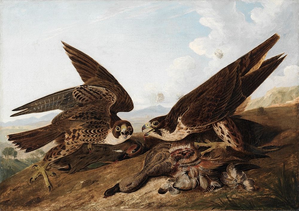 Peregrine Falcons art print by John James Audubon for $57.95 CAD