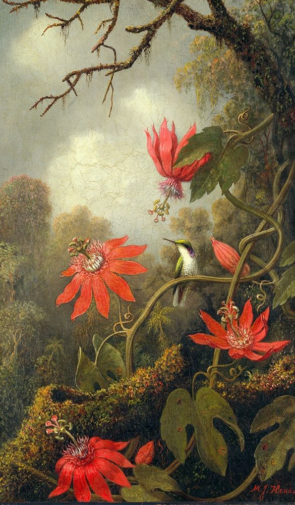 Hummingbird and Passionflowers art print by Martin Johnson Heade for $57.95 CAD