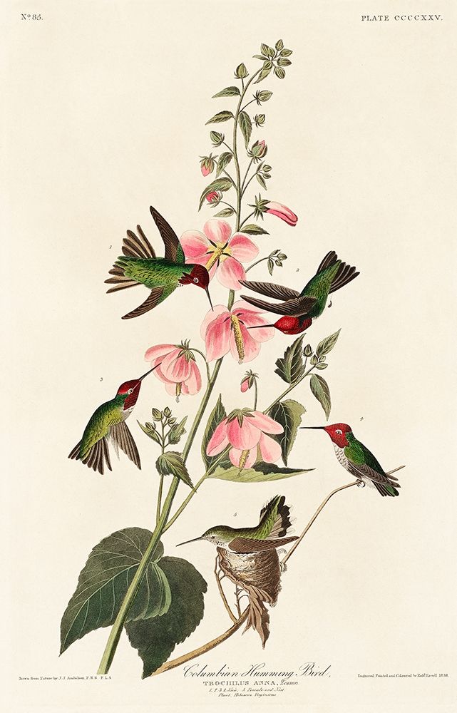 Columbian Humming Bird art print by John James Audubon for $57.95 CAD