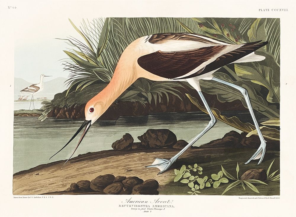 American Avocet art print by John James Audubon for $57.95 CAD