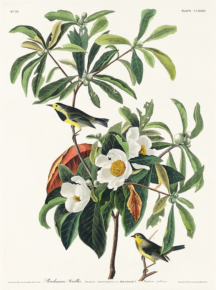 Bachmans Warbler art print by John James Audubon for $57.95 CAD