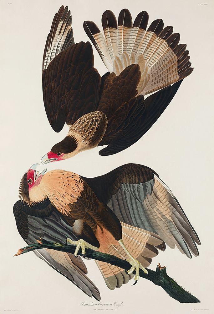 Brasilian Caracara Eagle art print by John James Audubon for $57.95 CAD