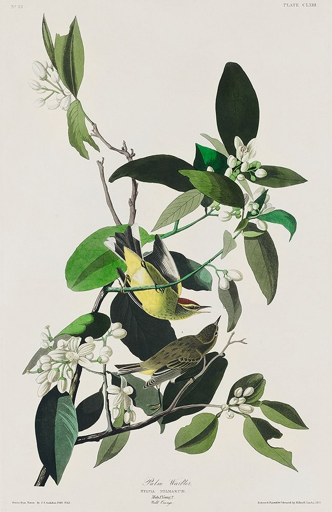 Palm Warbler art print by John James Audubon for $57.95 CAD