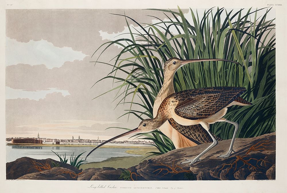 Long-billed Curlew art print by John James Audubon for $57.95 CAD