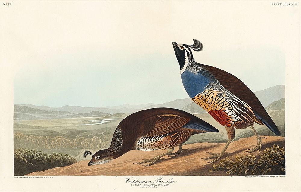California Partridge art print by John James Audubon for $57.95 CAD