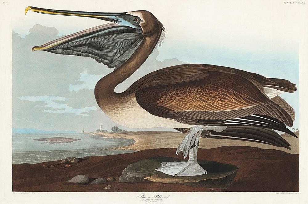 Brown Pelican art print by John James Audubon for $57.95 CAD