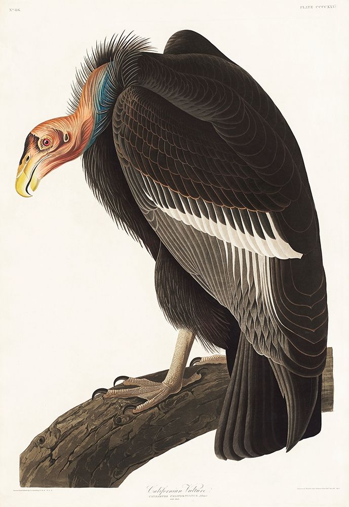 Californian Vulture art print by John James Audubon for $57.95 CAD