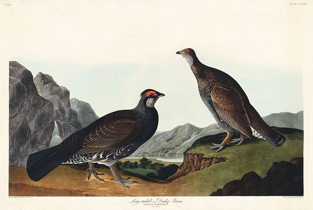 Long-tailed or Dusky Grous art print by John James Audubon for $57.95 CAD
