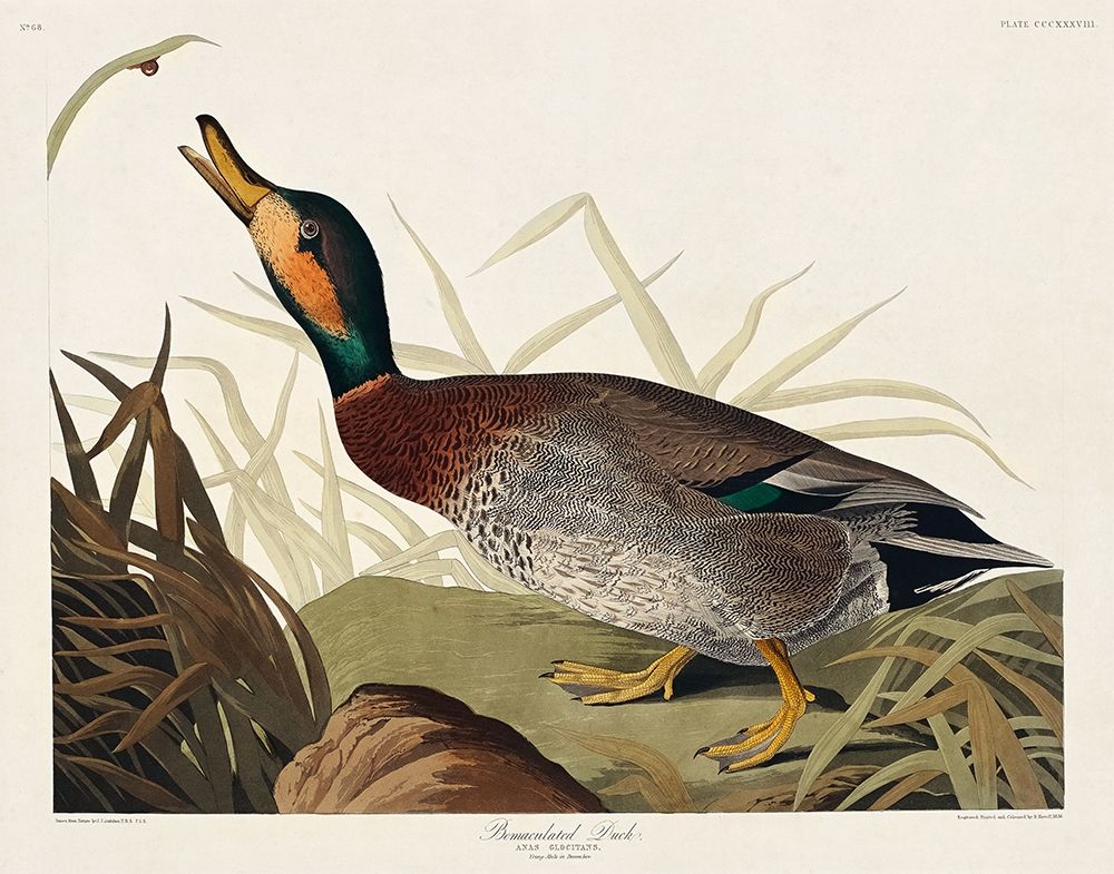 Bemaculated Duck art print by John James Audubon for $57.95 CAD