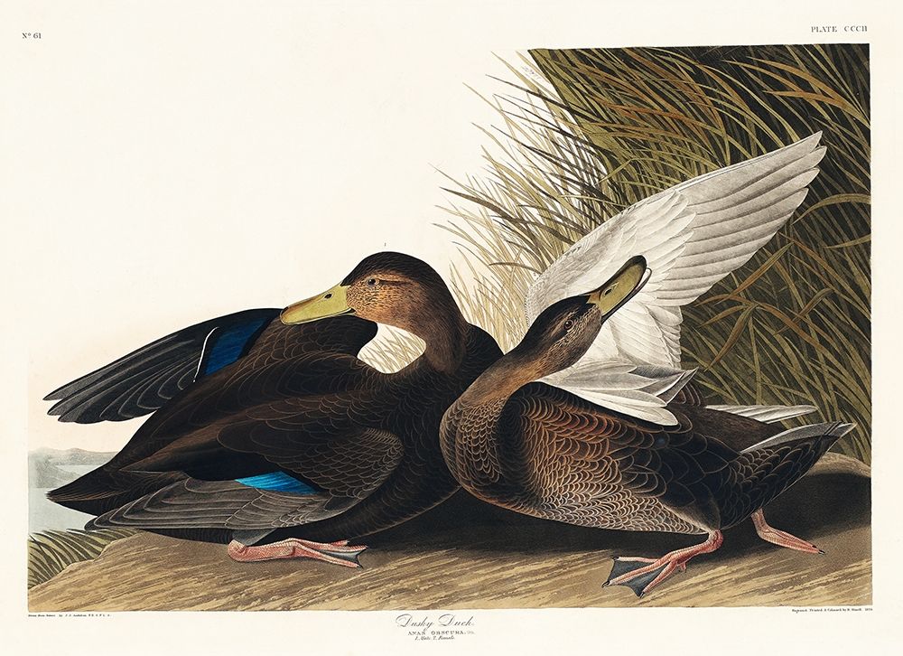 Dusky Duck art print by John James Audubon for $57.95 CAD