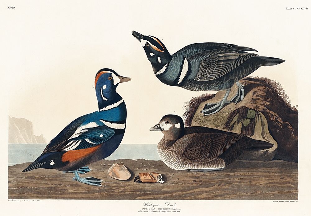 Harlequin Duck art print by John James Audubon for $57.95 CAD
