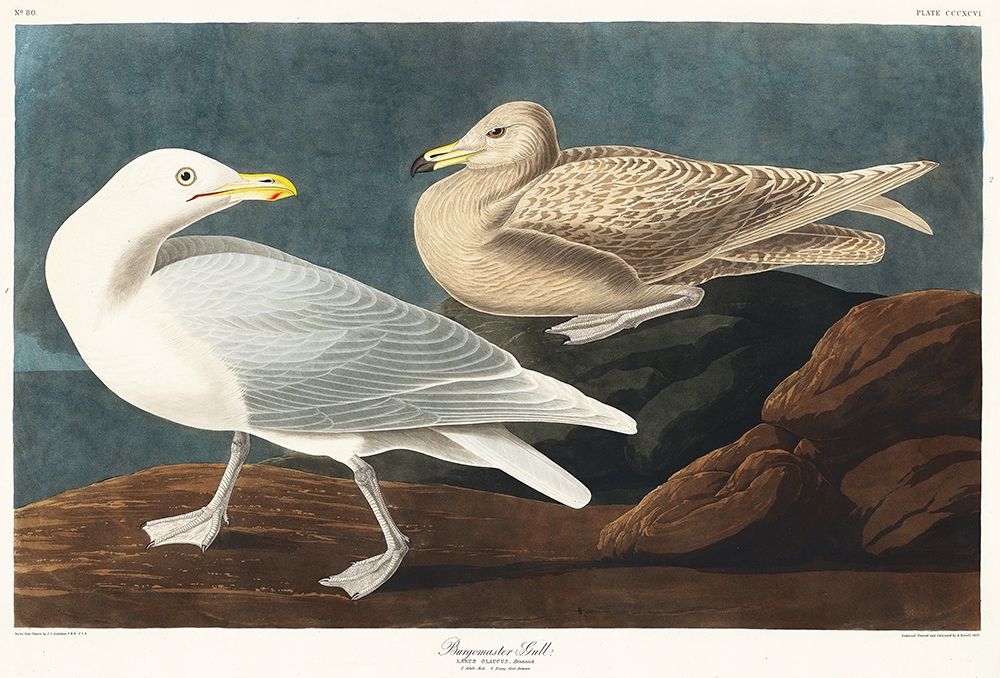 Burgomaster Gull art print by John James Audubon for $57.95 CAD