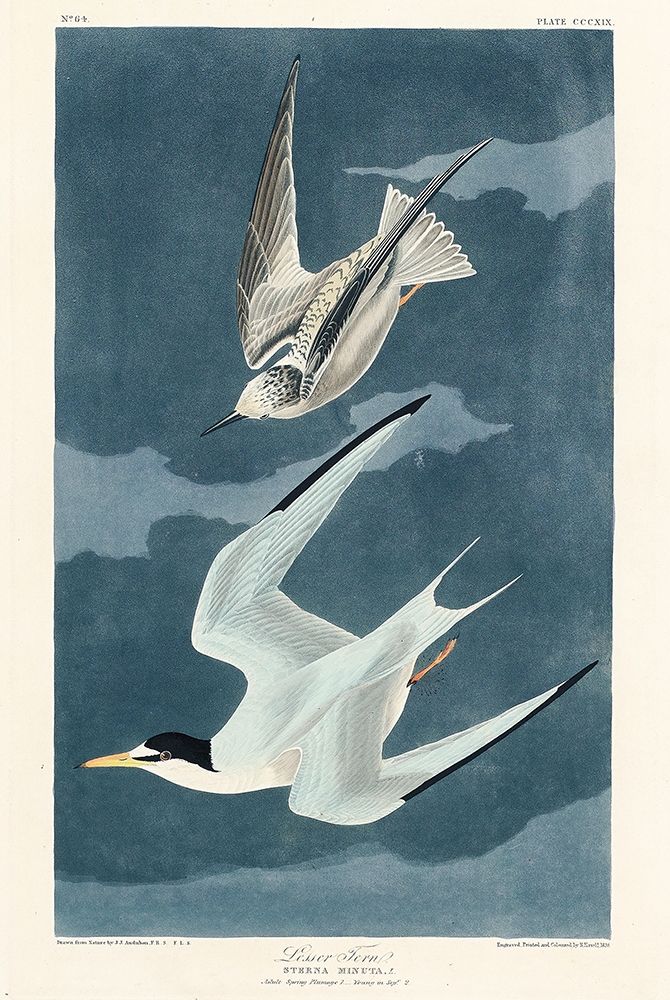 Lesser Tern art print by John James Audubon for $57.95 CAD
