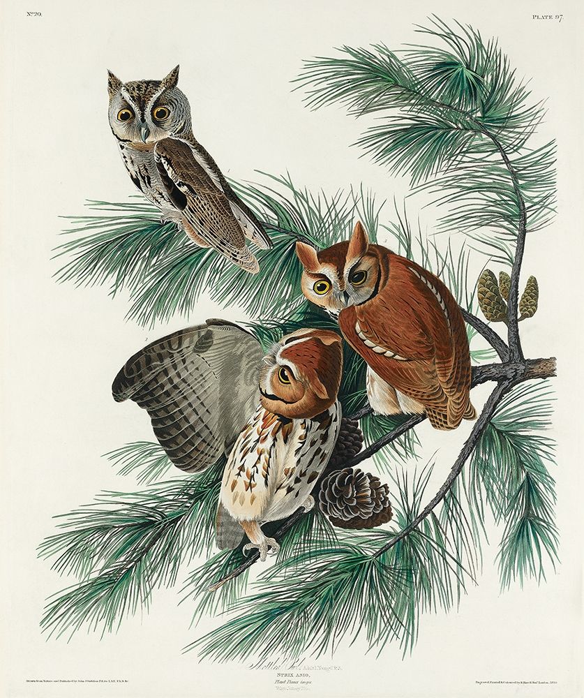 Little Screech Owl art print by John James Audubon for $57.95 CAD