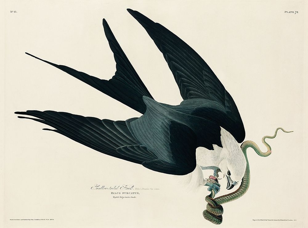 Swallow-tailed Hawk art print by John James Audubon for $57.95 CAD