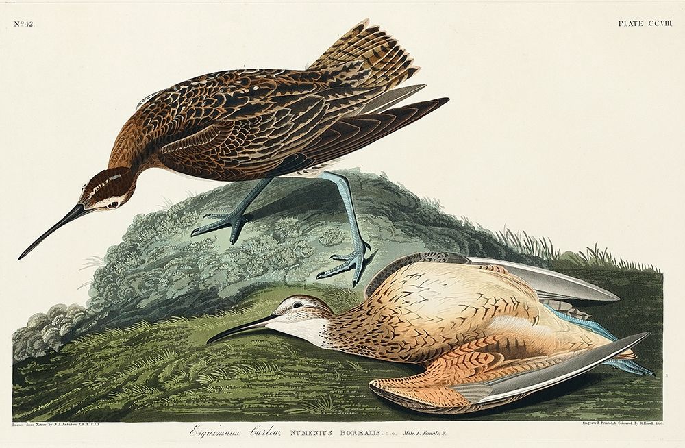 Esquimaux Curlew art print by John James Audubon for $57.95 CAD