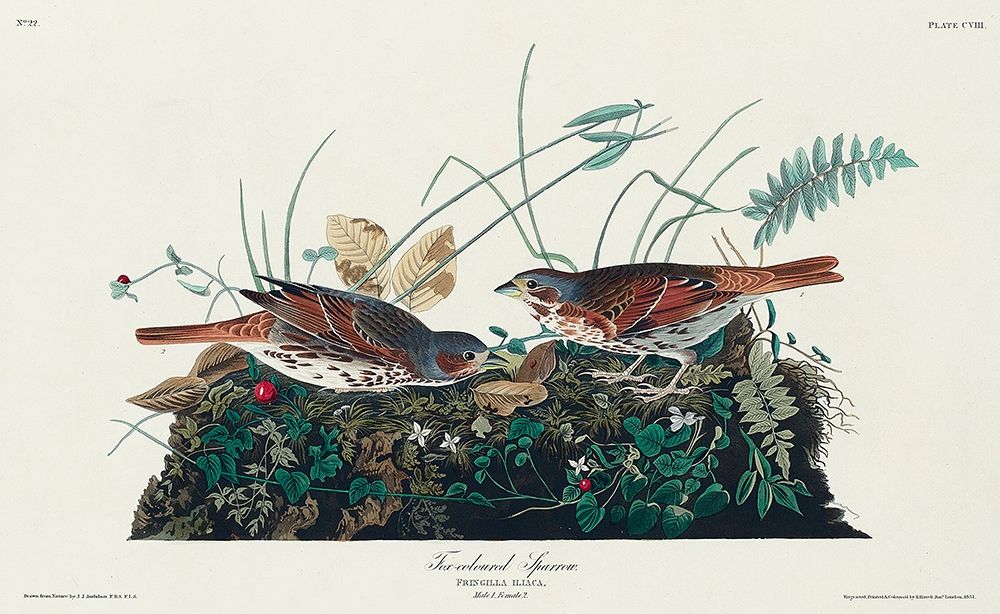 Fox-coloured Sparrow art print by John James Audubon for $57.95 CAD