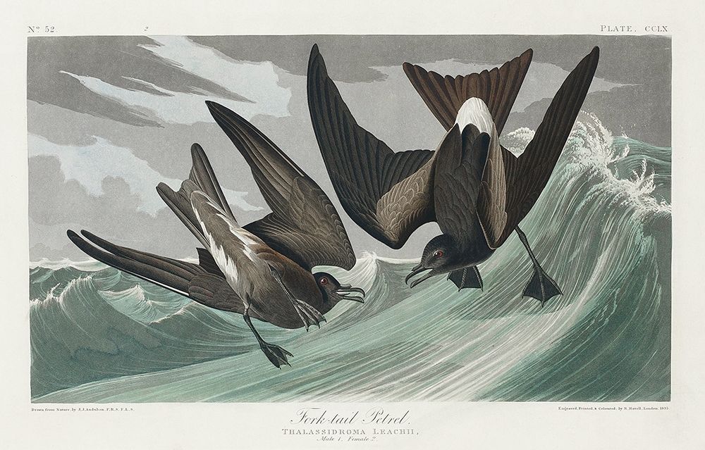 Fork-tailed Petrel art print by John James Audubon for $57.95 CAD