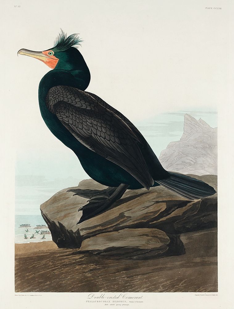 Double-crested Cormorant art print by John James Audubon for $57.95 CAD