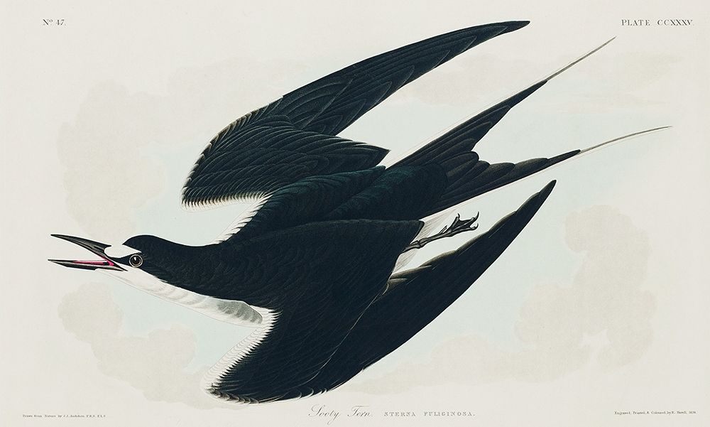 Sooty Tern art print by John James Audubon for $57.95 CAD