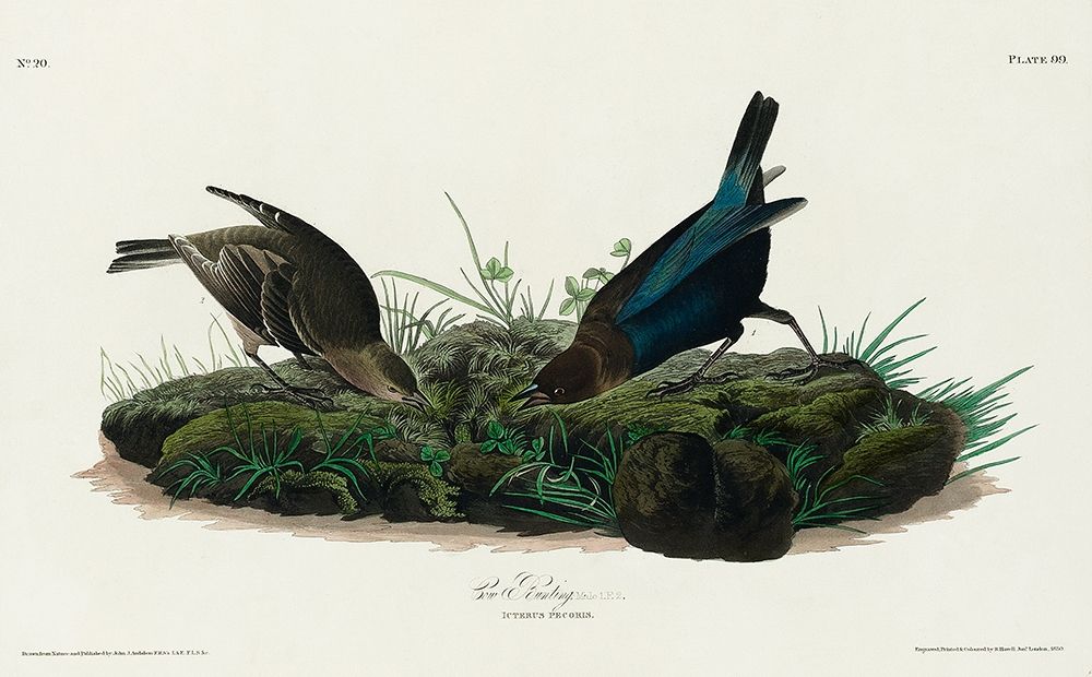 Cow-pen Bird art print by John James Audubon for $57.95 CAD