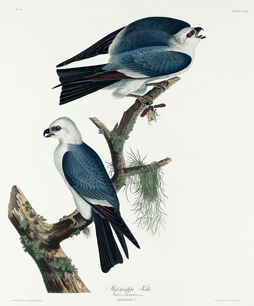 Mississippi Kite art print by John James Audubon for $57.95 CAD