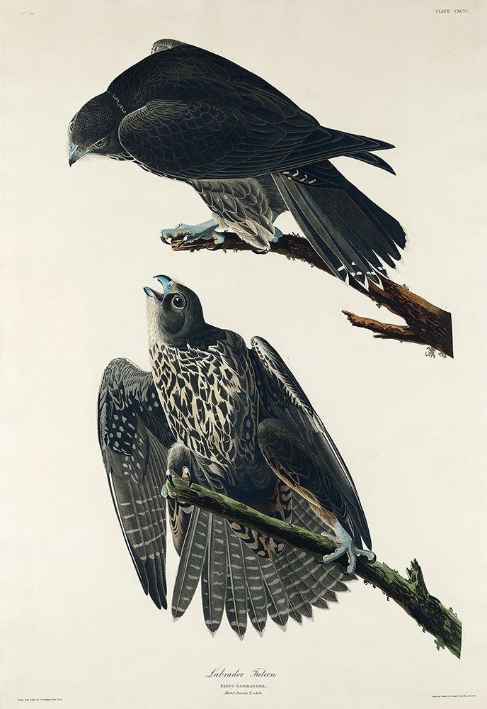 Labrador Falcon art print by John James Audubon for $57.95 CAD