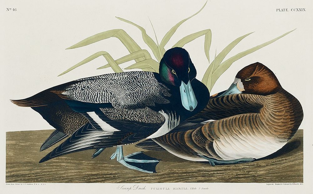 Scaup Duck art print by John James Audubon for $57.95 CAD