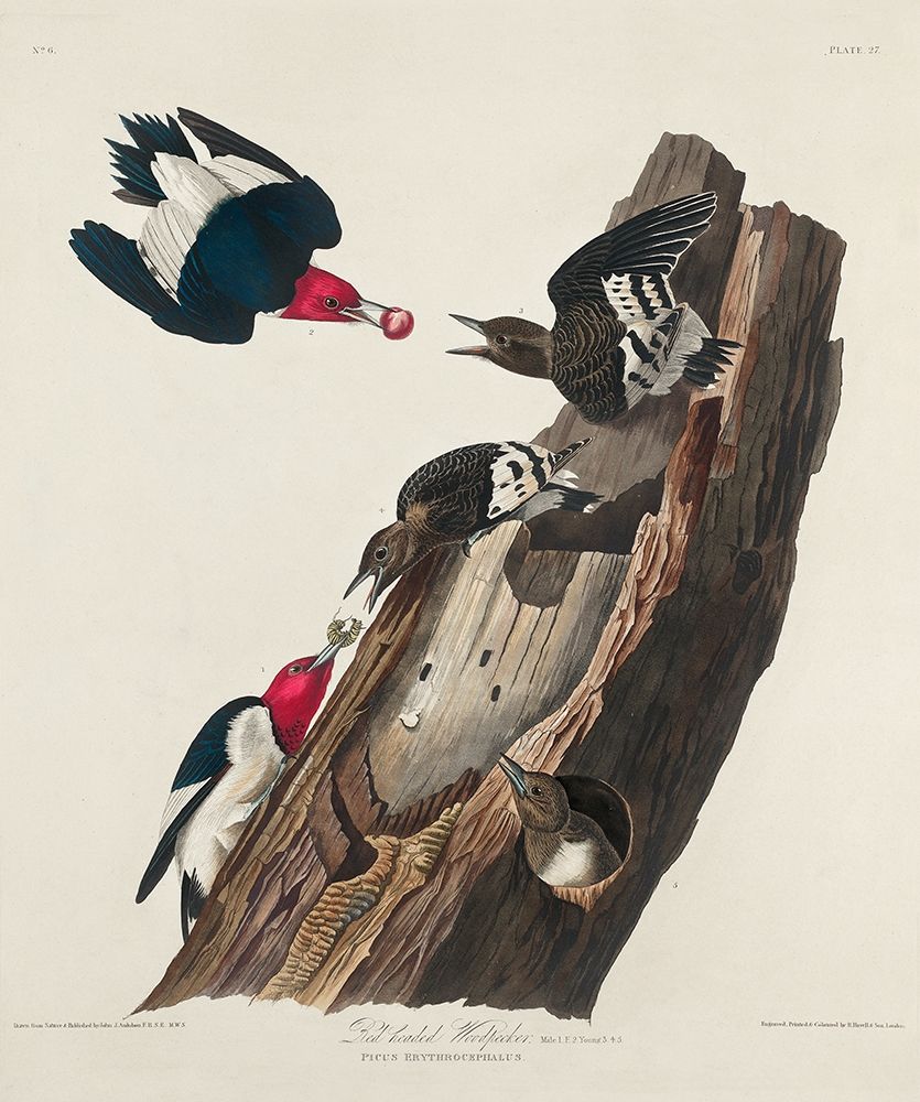 Red-headed Woodpecker art print by John James Audubon for $57.95 CAD