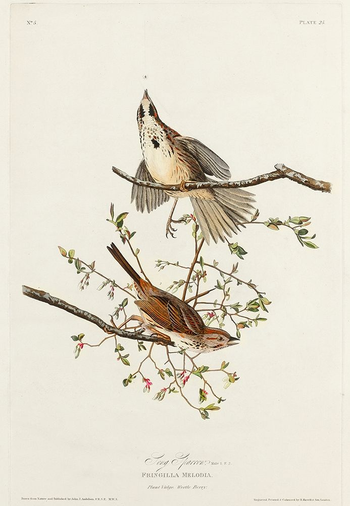 Song Sparrow art print by John James Audubon for $57.95 CAD