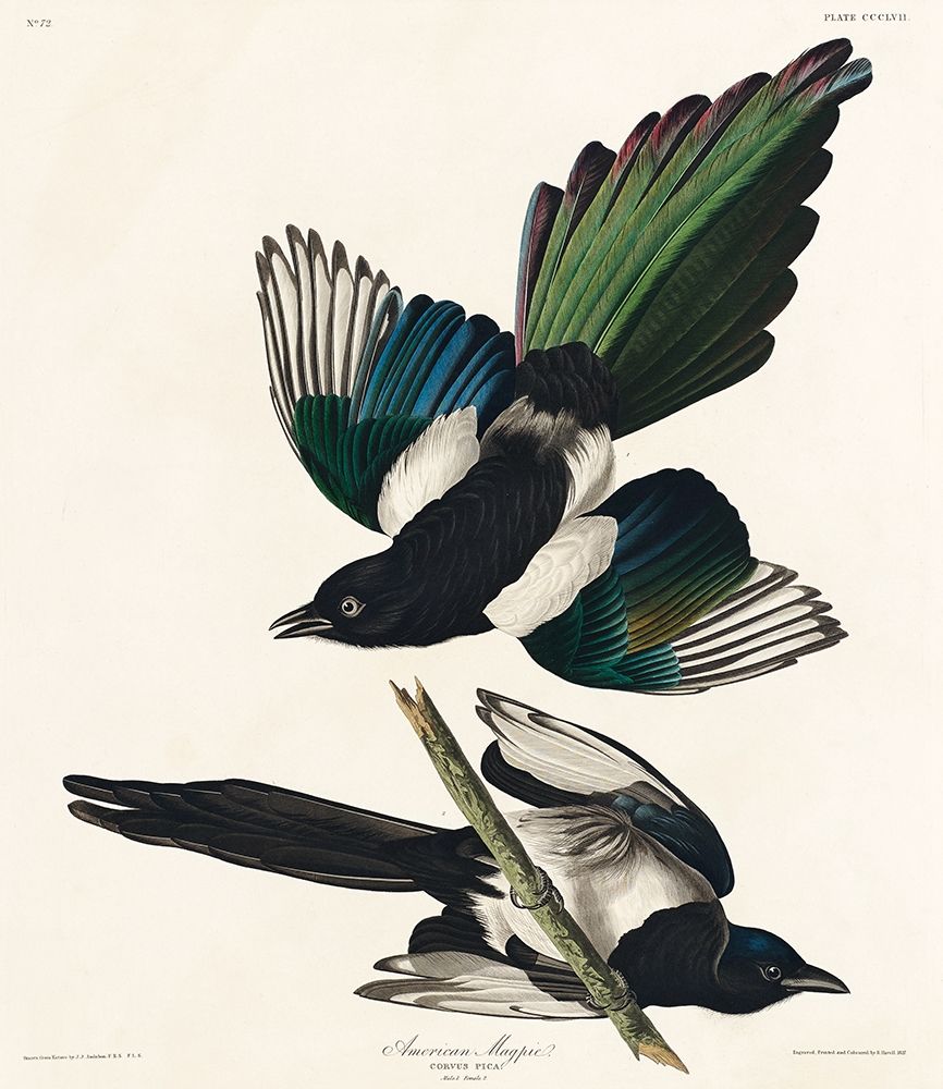 American Magpie art print by John James Audubon for $57.95 CAD