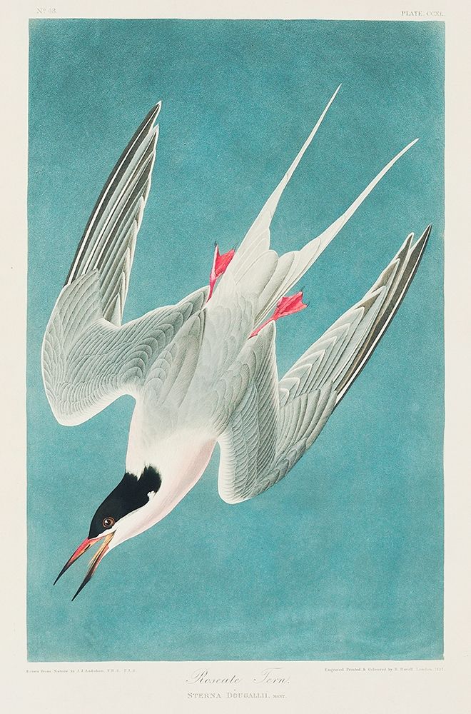 Roseate Tern art print by John James Audubon for $57.95 CAD