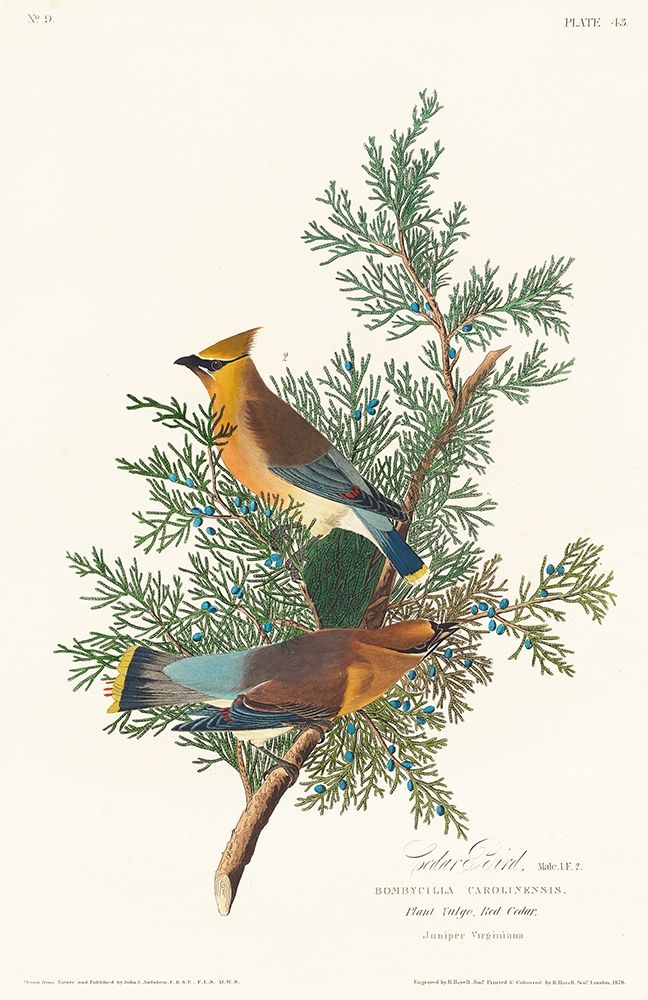 Cedar Bird art print by John James Audubon for $57.95 CAD