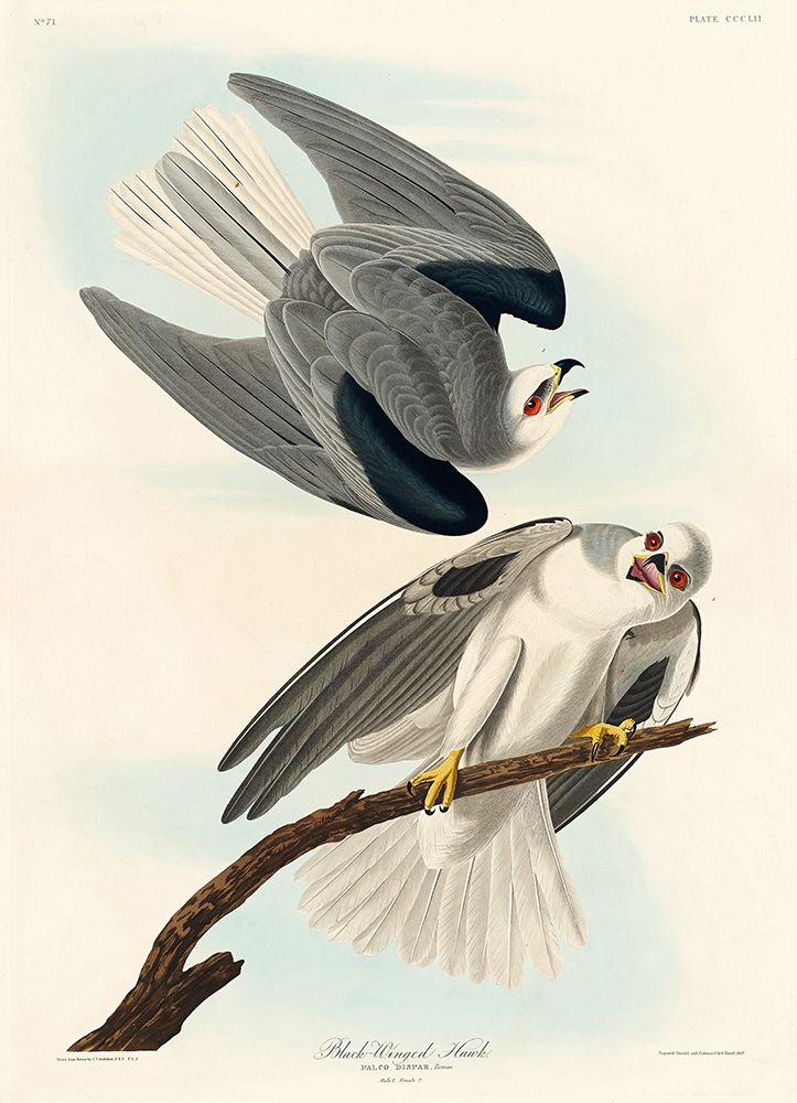 Black-Winged Hawk art print by John James Audubon for $57.95 CAD