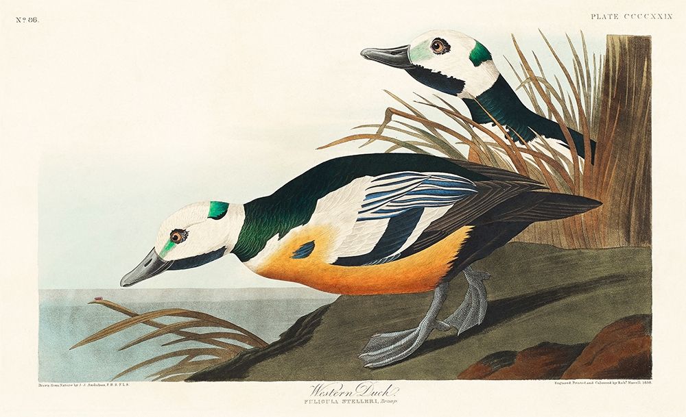 Western Duck art print by John James Audubon for $57.95 CAD