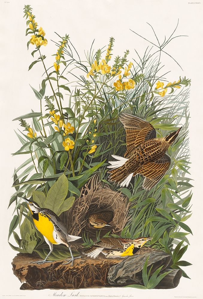 Meadow Lark art print by John James Audubon for $57.95 CAD