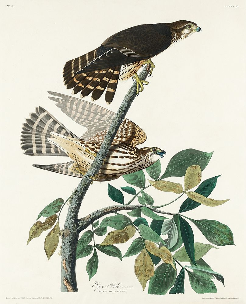 Pigeon Hawk art print by John James Audubon for $57.95 CAD