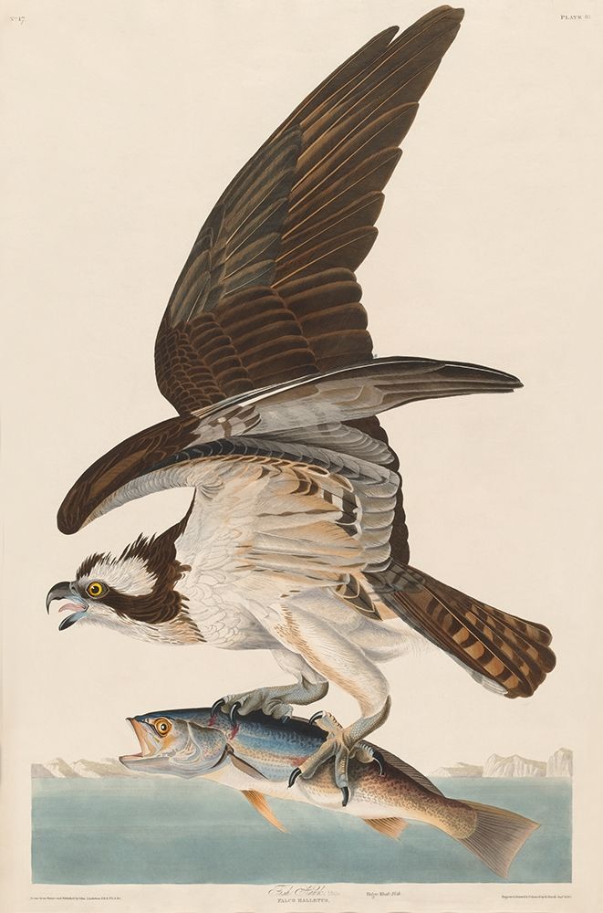 Fish Hawk, or Osprey art print by John James Audubon for $57.95 CAD