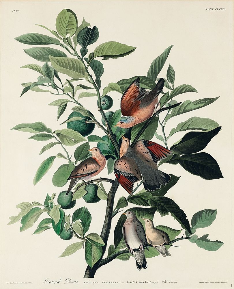 Ground Dove art print by John James Audubon for $57.95 CAD