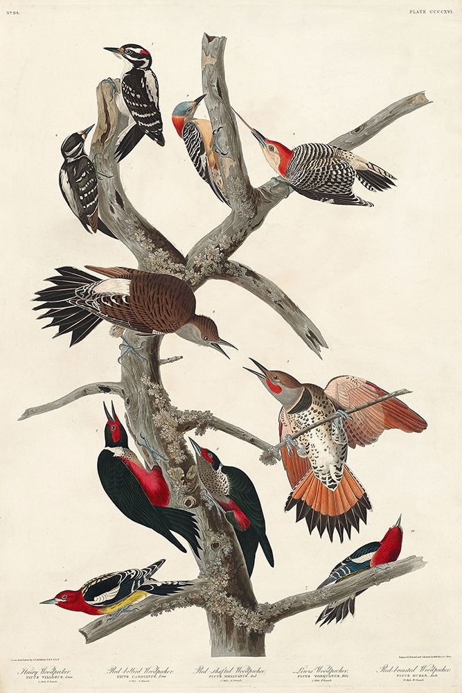 Hairy Woodpecker, Red-bellied Woodpecker, Red-shafted Woodpecker, Lewis Woodpecker and Red-breasted  art print by John James Audubon for $57.95 CAD