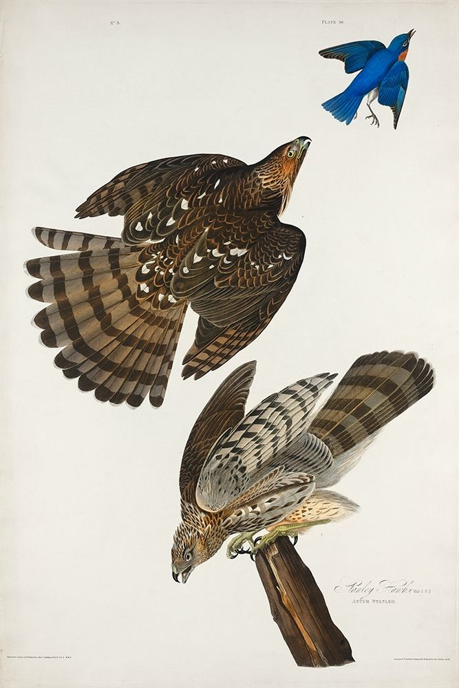 Stanley Hawk art print by John James Audubon for $57.95 CAD