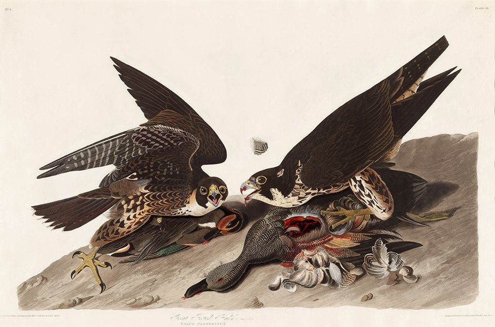Great Footed Hawk art print by John James Audubon for $57.95 CAD