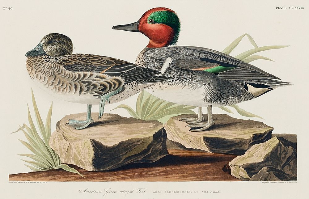 Green winged Teal art print by John James Audubon for $57.95 CAD