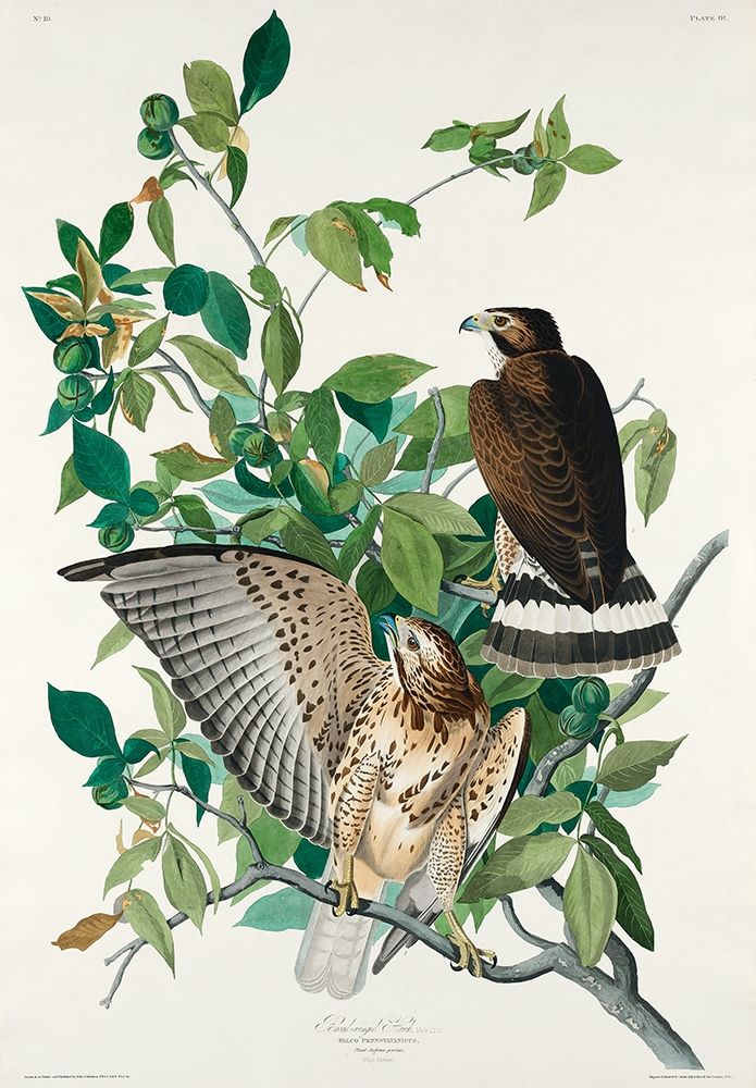Broad-winged Hawk art print by John James Audubon for $57.95 CAD