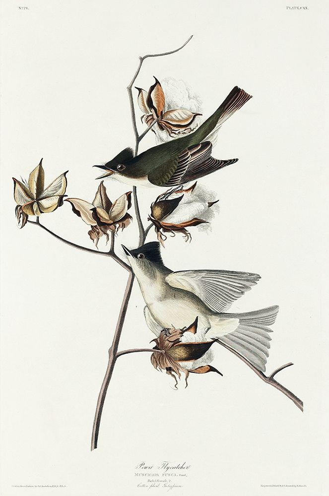 Pewit Flycatcher art print by John James Audubon for $57.95 CAD