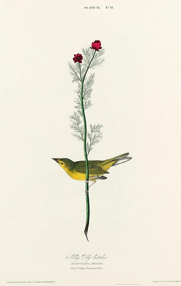 Selbys Flycatcher art print by John James Audubon for $57.95 CAD