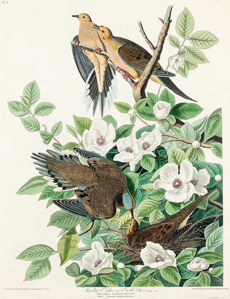 Carolina Pigeon art print by John James Audubon for $57.95 CAD